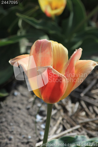 Image of pink yellow tulips on a field