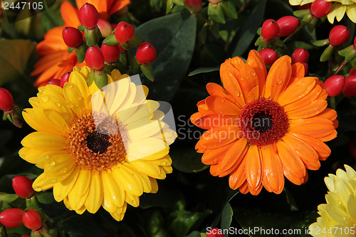 Image of yellow and orange gerberas