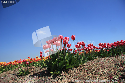 Image of Pink tulips growing on a fiield