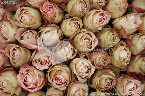 Image of Pale pink rose buds