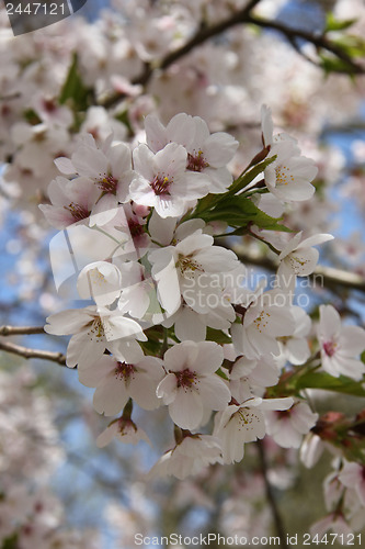 Image of White cherry blossom