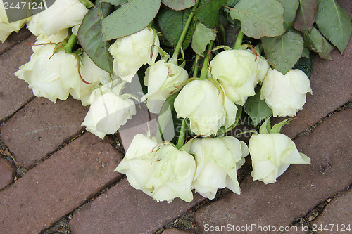 Image of Mourning roses