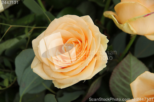 Image of Big yellow rose