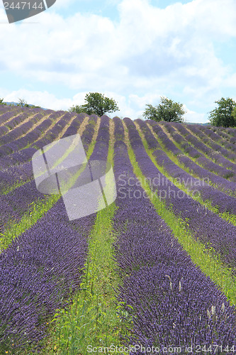 Image of Lavender fields near Sault, France