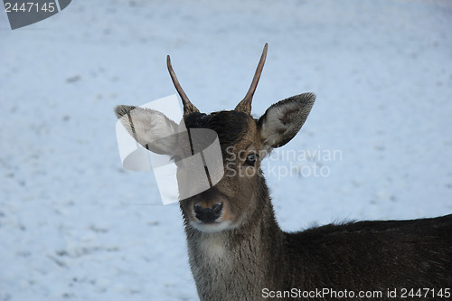 Image of Young deer in the snow