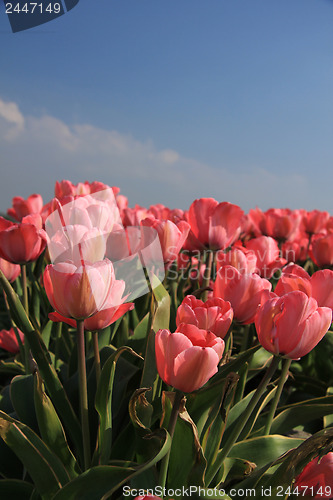 Image of Pink tulips and a blue sky