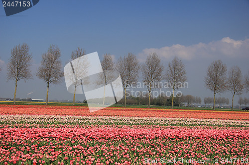 Image of Flower industry fields