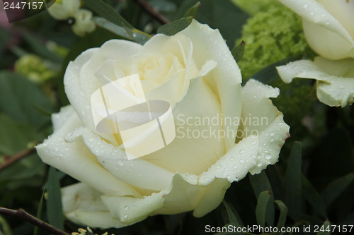 Image of White rose in bridal bouquet