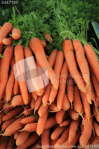 Image of Carrots