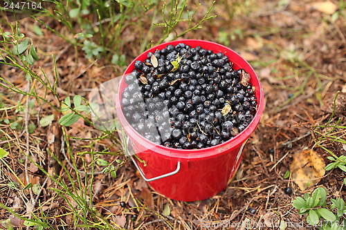 Image of bucket of blueberries