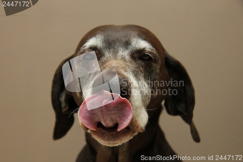 Image of German shorthaired pointer, female