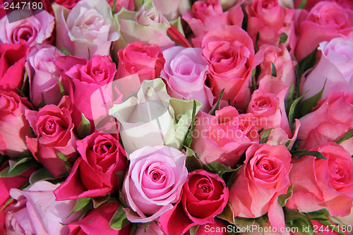 Image of Pink wedding roses
