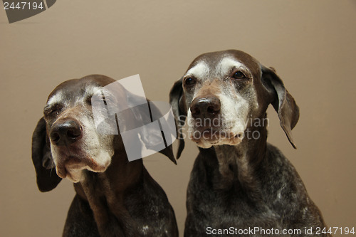 Image of Senior pointer Sisters, almost 13 years old