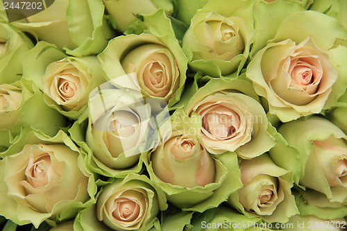 Image of Pale pink roses in a wedding arrangement