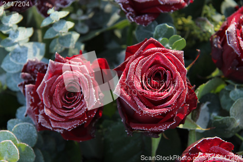 Image of Frosted red roses