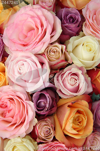 Image of Wedding roses in pastel colors