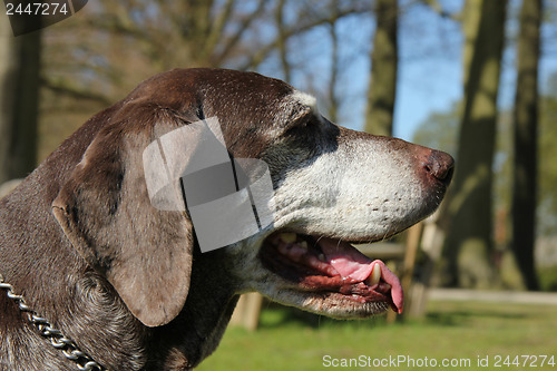 Image of German shorthaired pointer, female