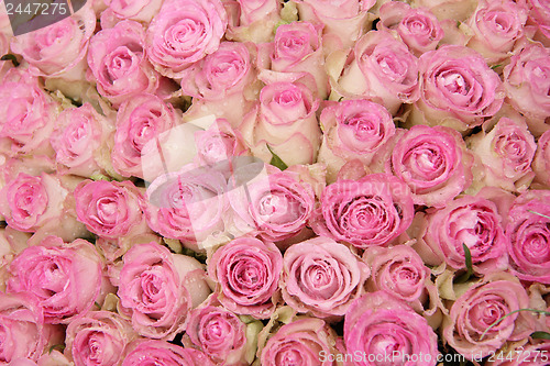 Image of Pink roses in a group