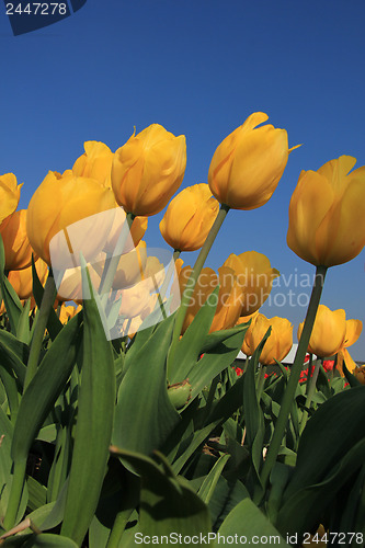 Image of yellow tulips in a field