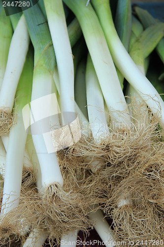 Image of Fresh leek