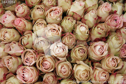 Image of Pale pink rose buds