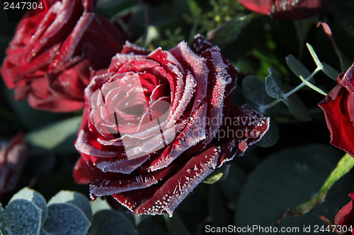 Image of Frosted red rose