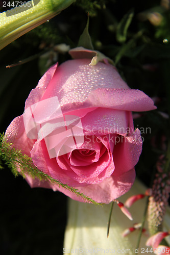 Image of Dew drops on a pink rose