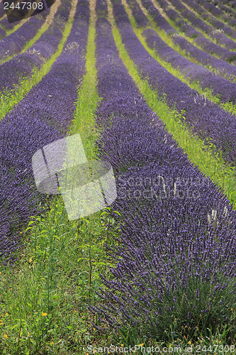 Image of Lavender fields near Sault, France