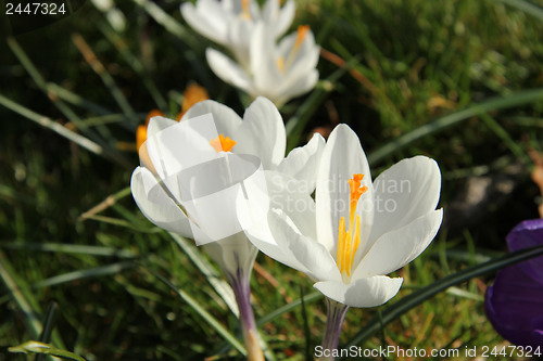 Image of White crocusus