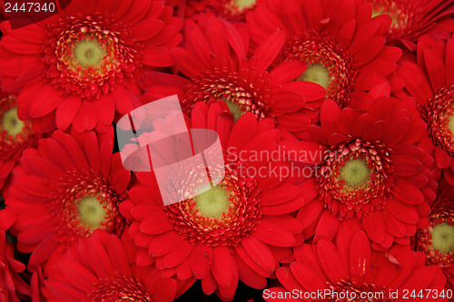 Image of Just red gerberas