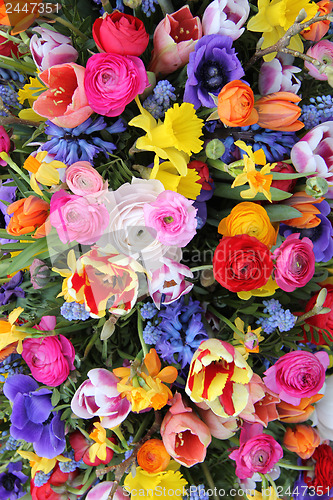 Image of Colorful spring flowers