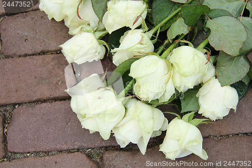 Image of Mourning red rose