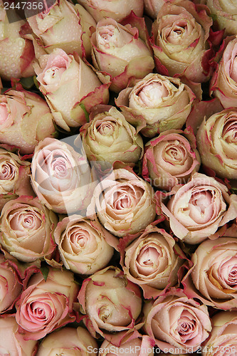 Image of Pale pink roses