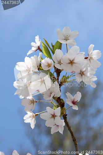 Image of White cherry blossom