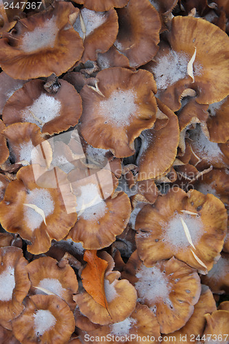 Image of group of mushrooms