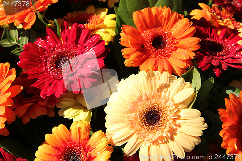 Image of Gerberas in red, orange and yellow