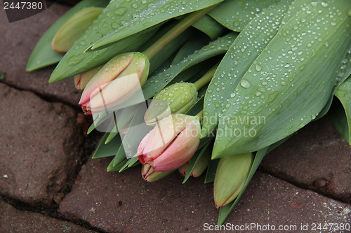 Image of light pink tulips in the rain