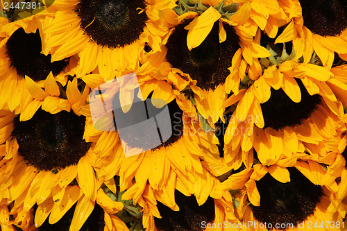Image of Big group of sunflowers