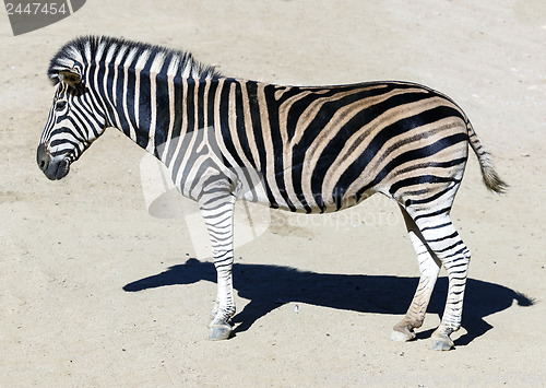 Image of zebra head