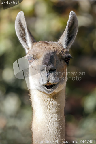 Image of Guanaco, Lama Guanicoe