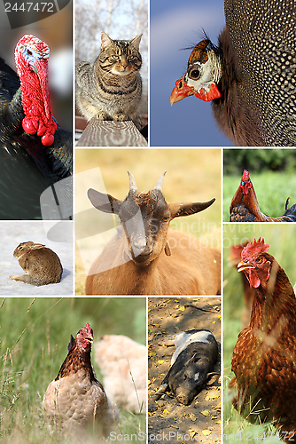 Image of collage with different farm animals