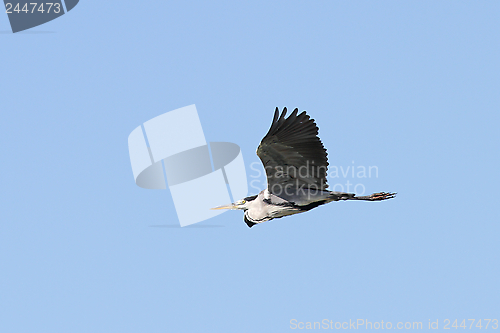 Image of grey heron over blue sky