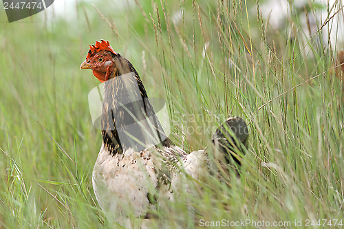 Image of hen hiding in the big grass