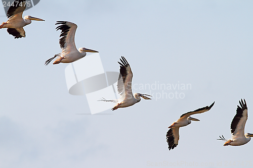 Image of interesting formation of great pelicans