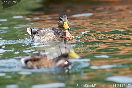 Image of juvenile mallard duck swimming on water