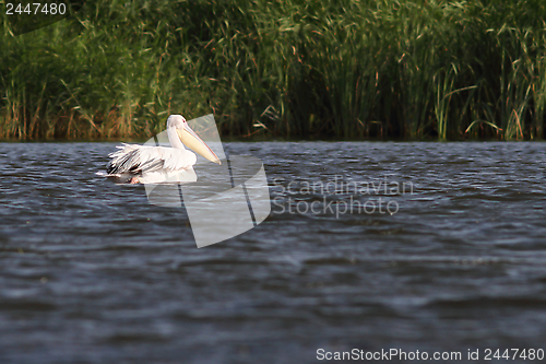 Image of lonely pelican floating on water