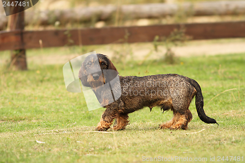 Image of tekkel breed standing on green grass