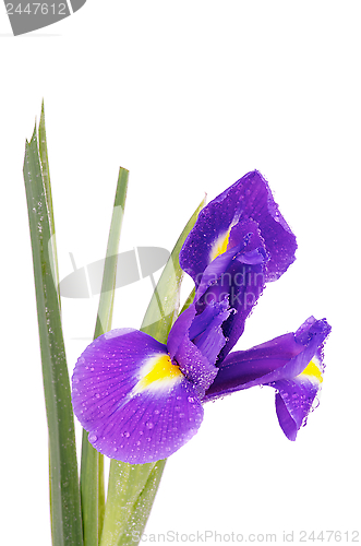 Image of Iris