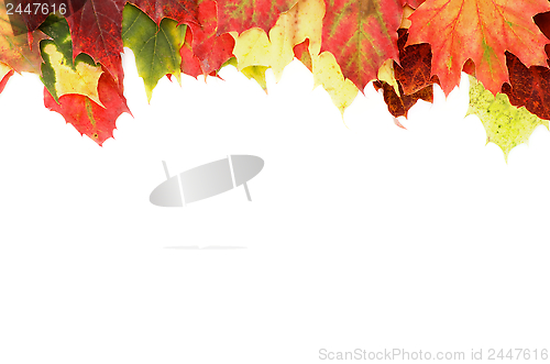 Image of Frame of Maple Leafs