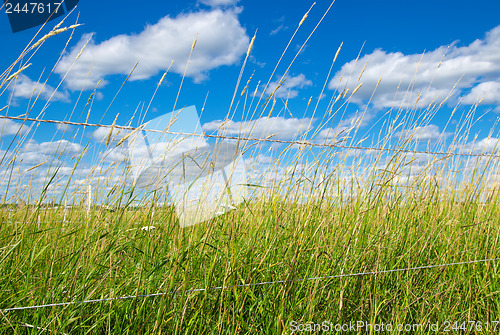 Image of Green field on a farm under blue sky